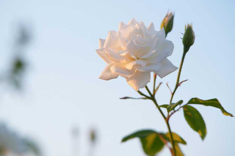 A delicate white rose with buds against a soft sky